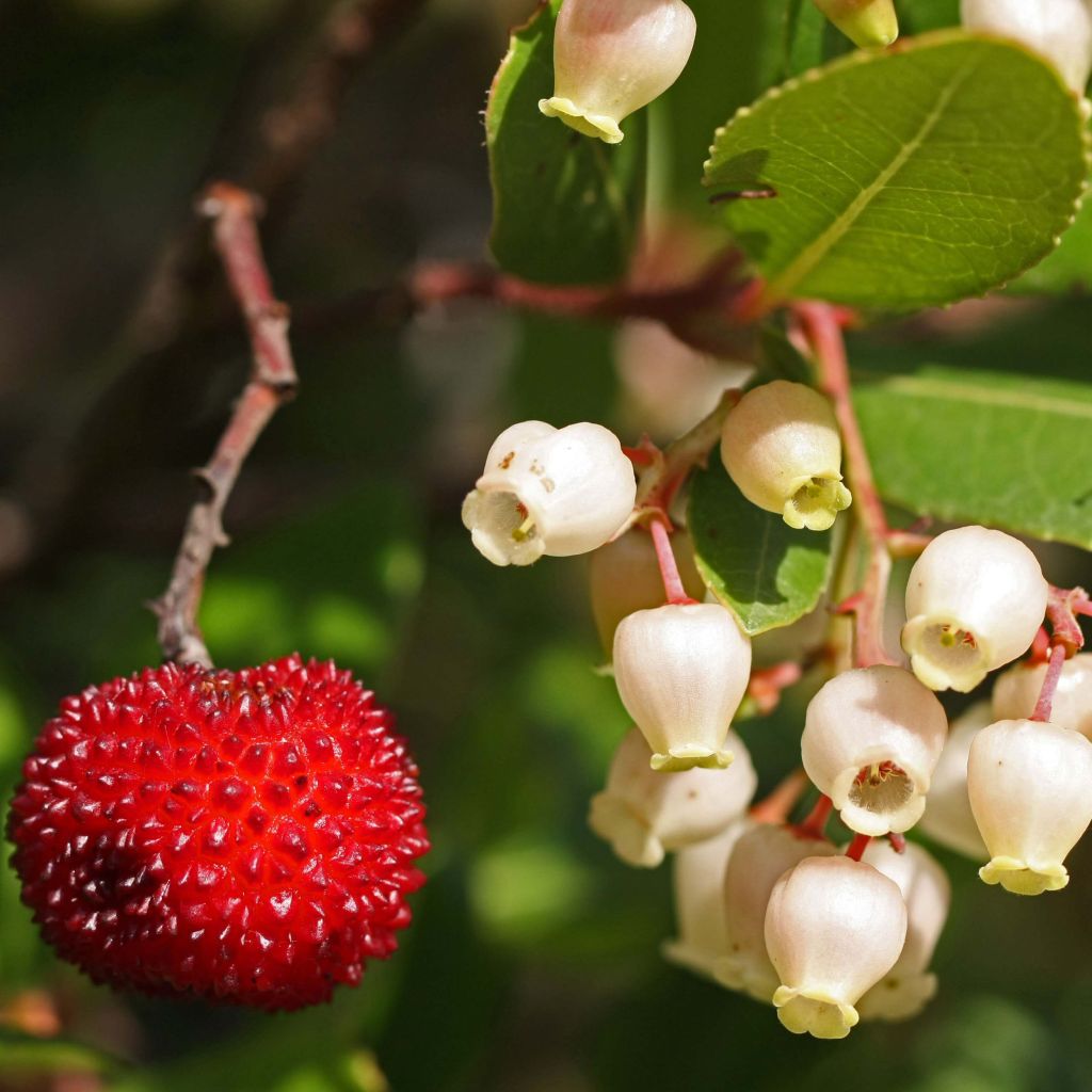 Arbutus unedo - Corbezzolo