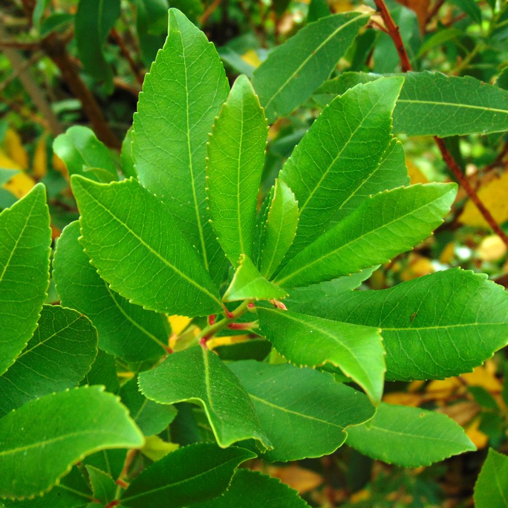 Arbutus unedo - Corbezzolo