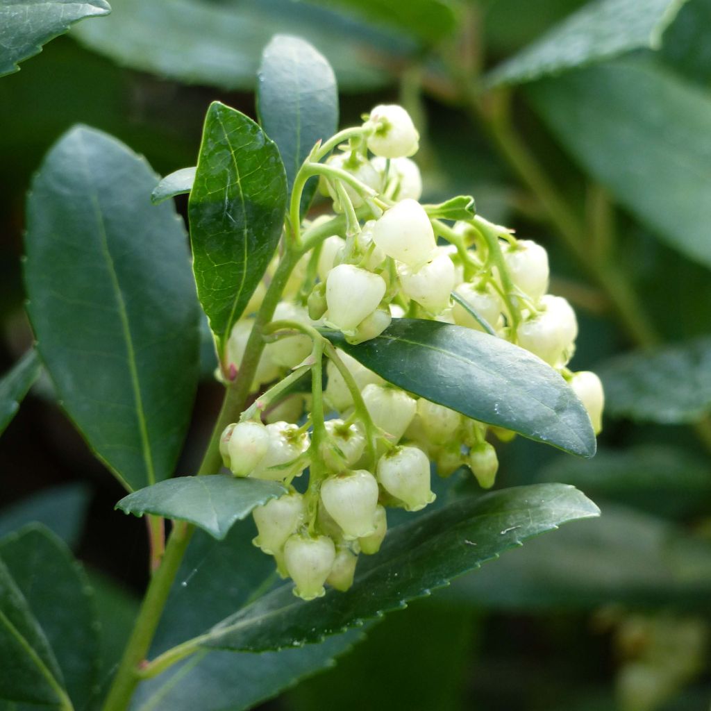 Arbutus unedo Compacta - Corbezzolo