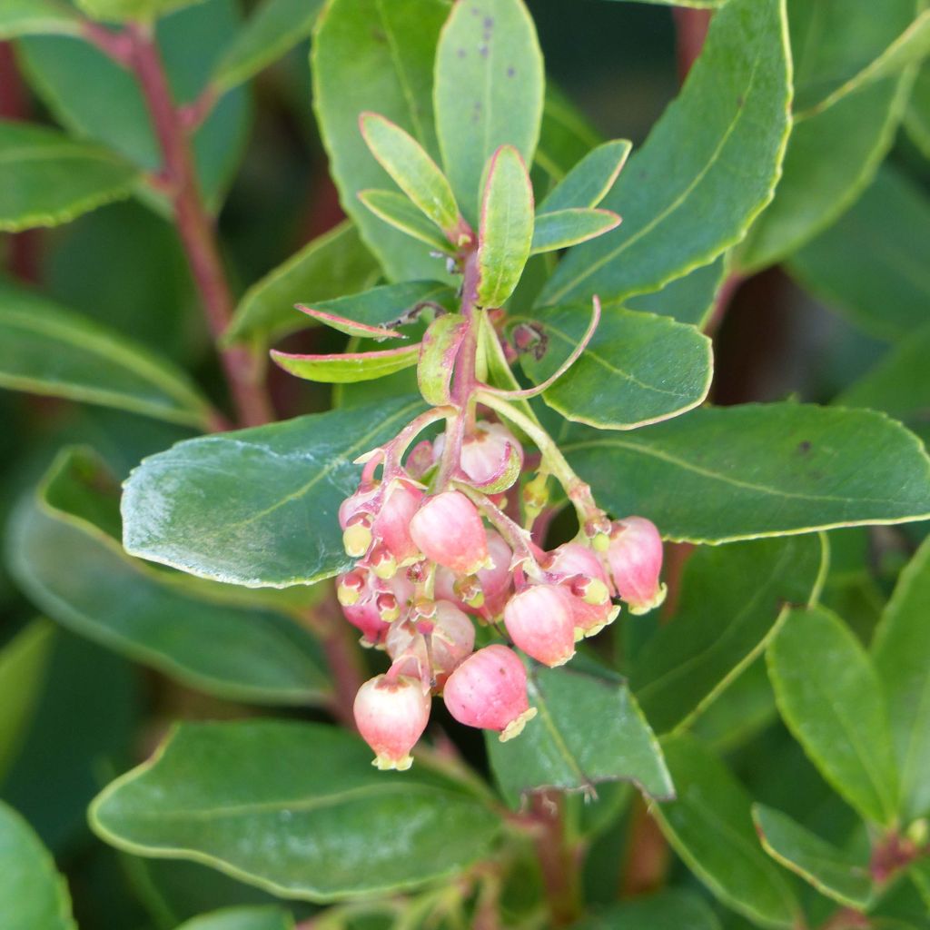 Arbutus unedo Roselily - Corbezzolo rosa