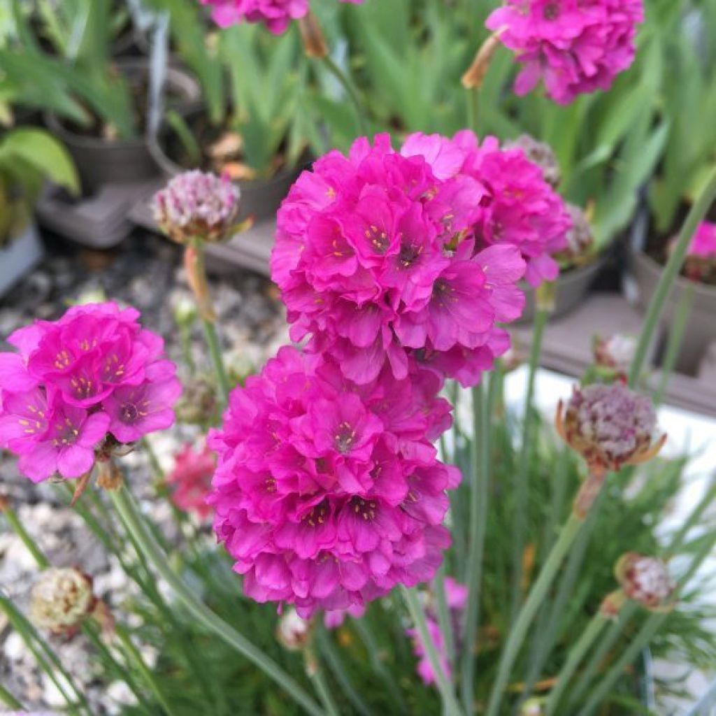 Armeria Ornament