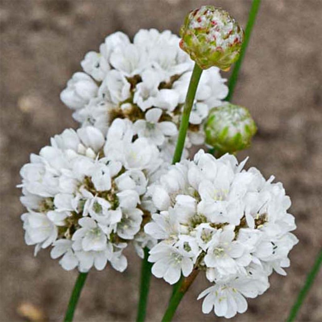 Armeria pseudarmeria Ballerina White