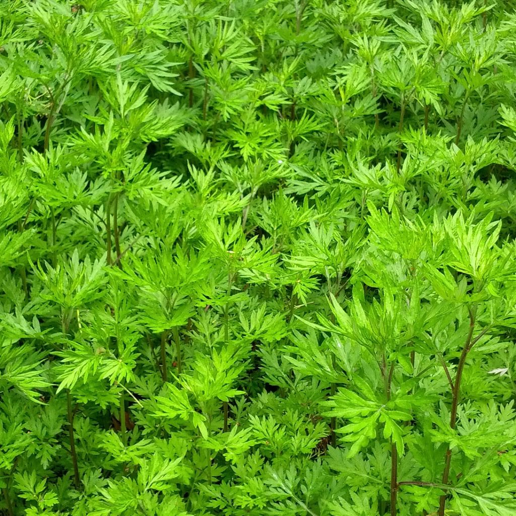 Artemisia comune Bio