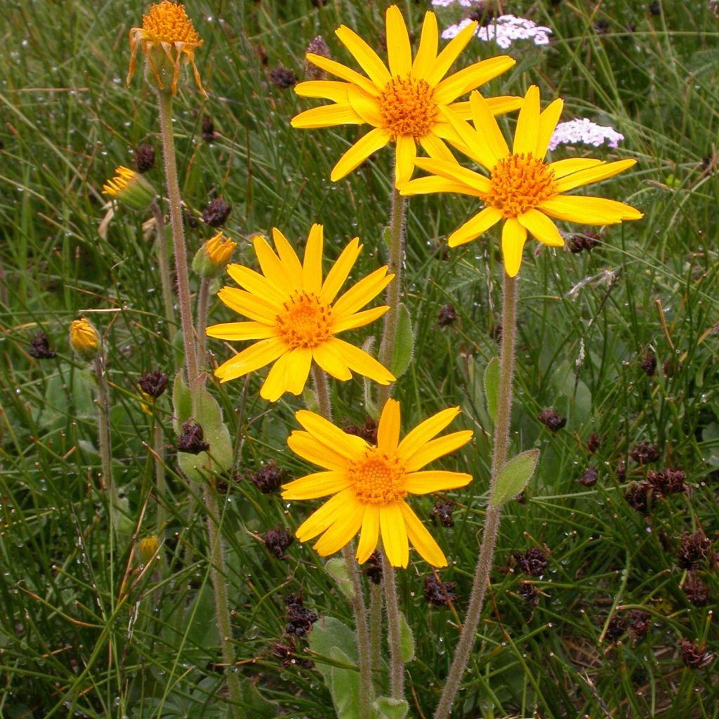 Arnica montana Bio - Arnica