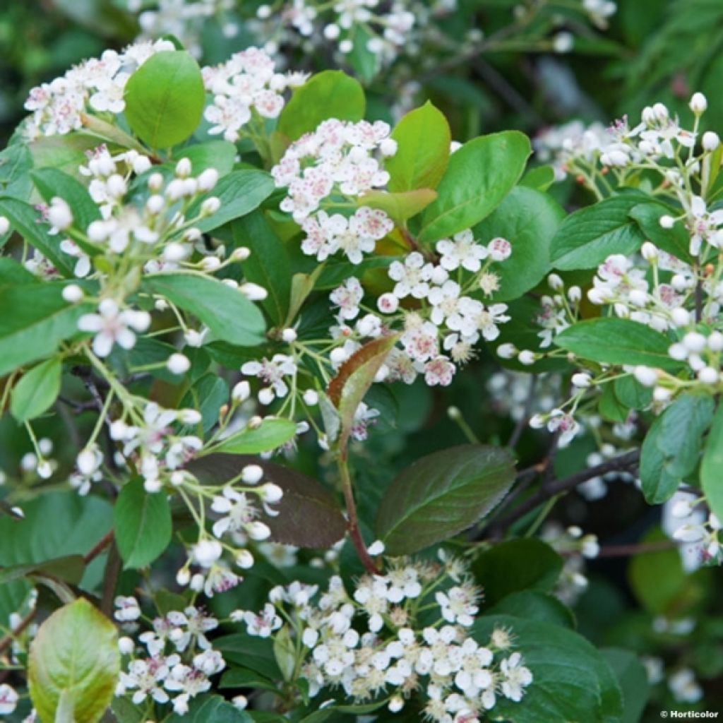 Aronia arbutifolia Brilliant - Aronia