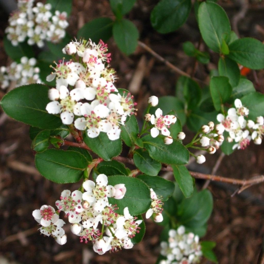 Aronia x prunifolia Viking - Aronia