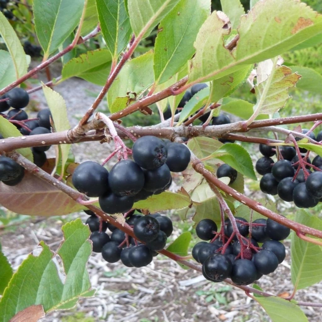 Aronia x prunifolia Viking - Aronia