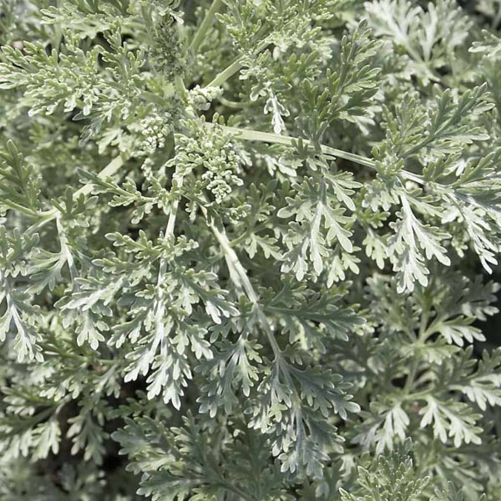 Artemisia arborescens Powis Castle - Assenzio arbustivo