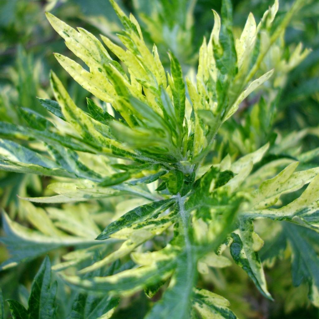 Artemisia vulgaris Oriental Limelight - Assenzio selvatico