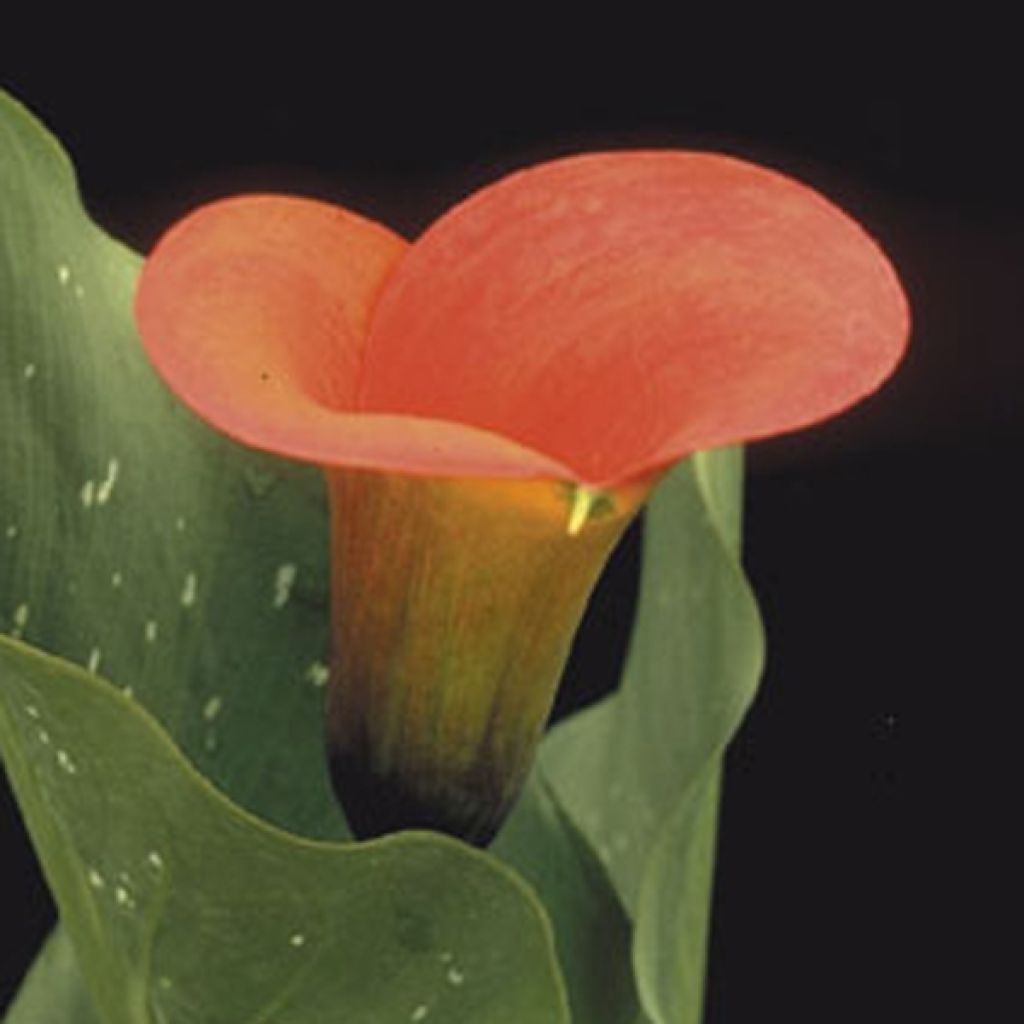 Arum ou Calla orange - Zantedeschia Mango