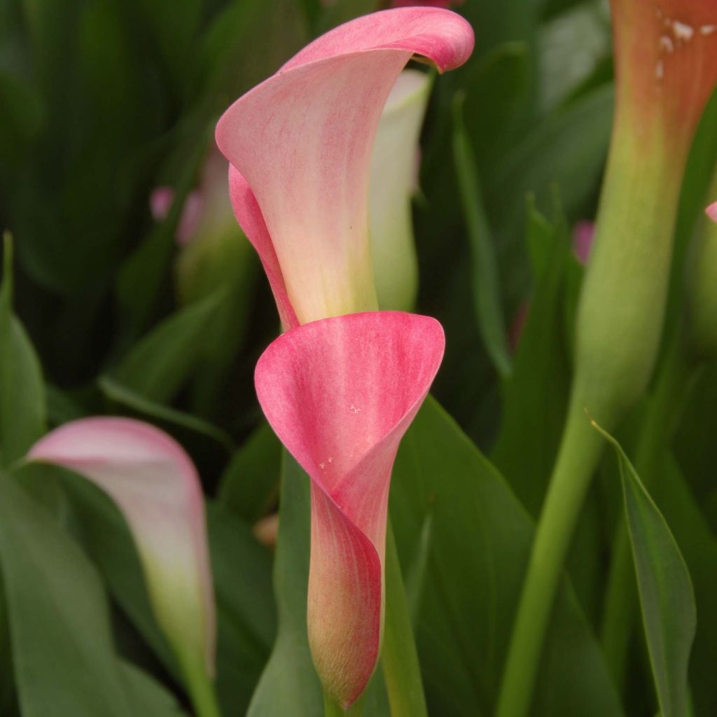 Arum ou Calla rose - Zantedeschia Rehmanii