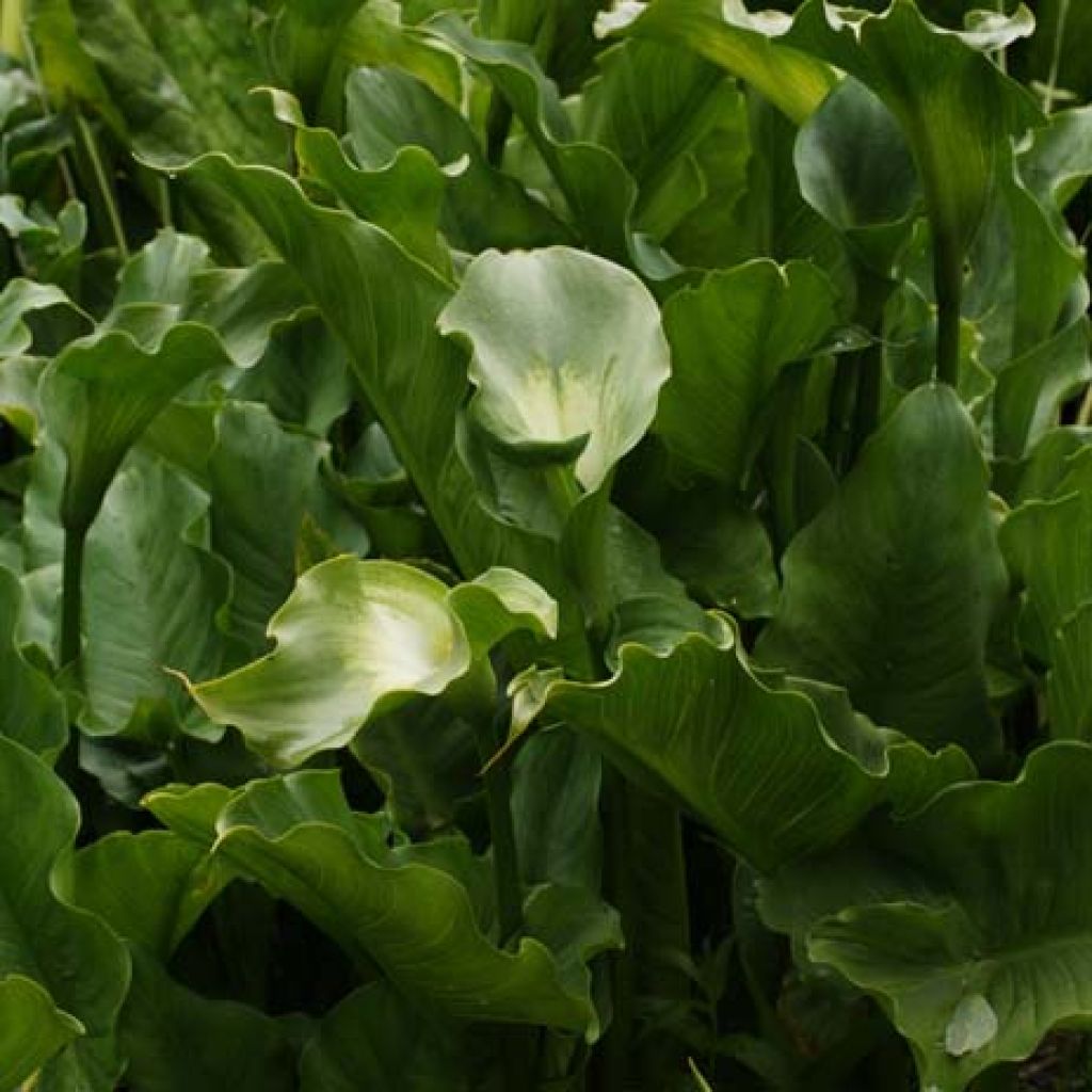 Arum ou Calla vert - Zantedeschia Aethiopica Green Goddess