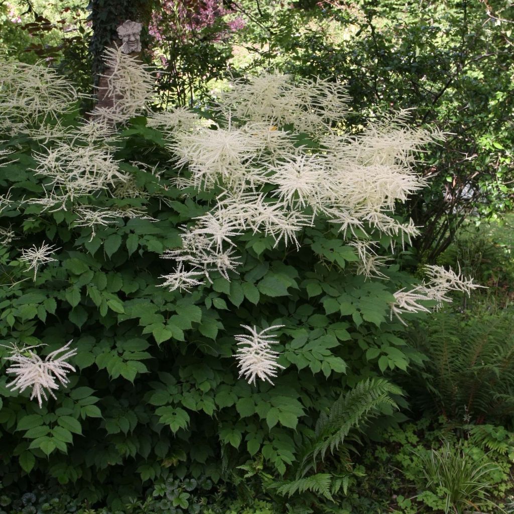 Aruncus dioicus sylvestris - Barba di capra