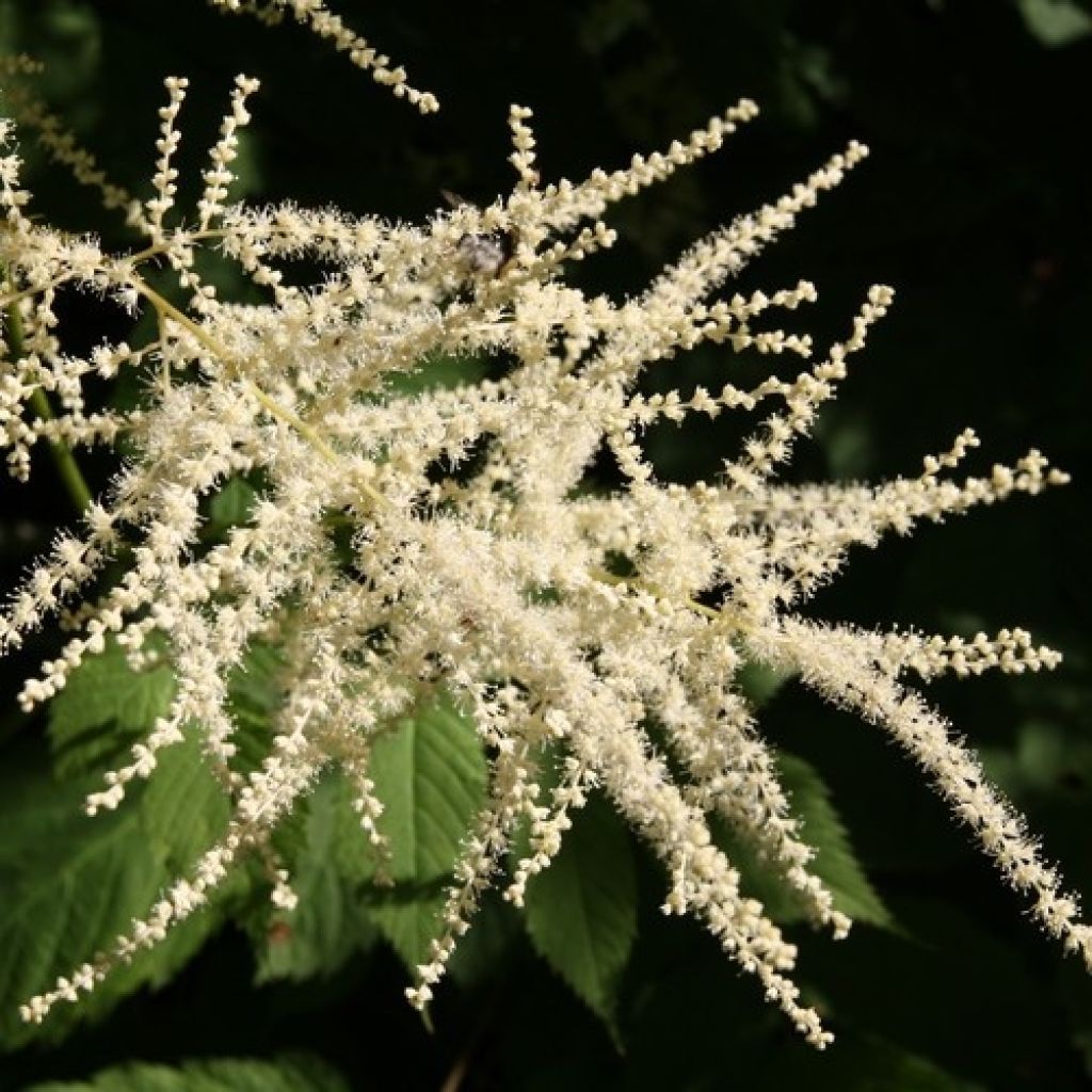 Aruncus dioicus sylvestris - Barba di capra