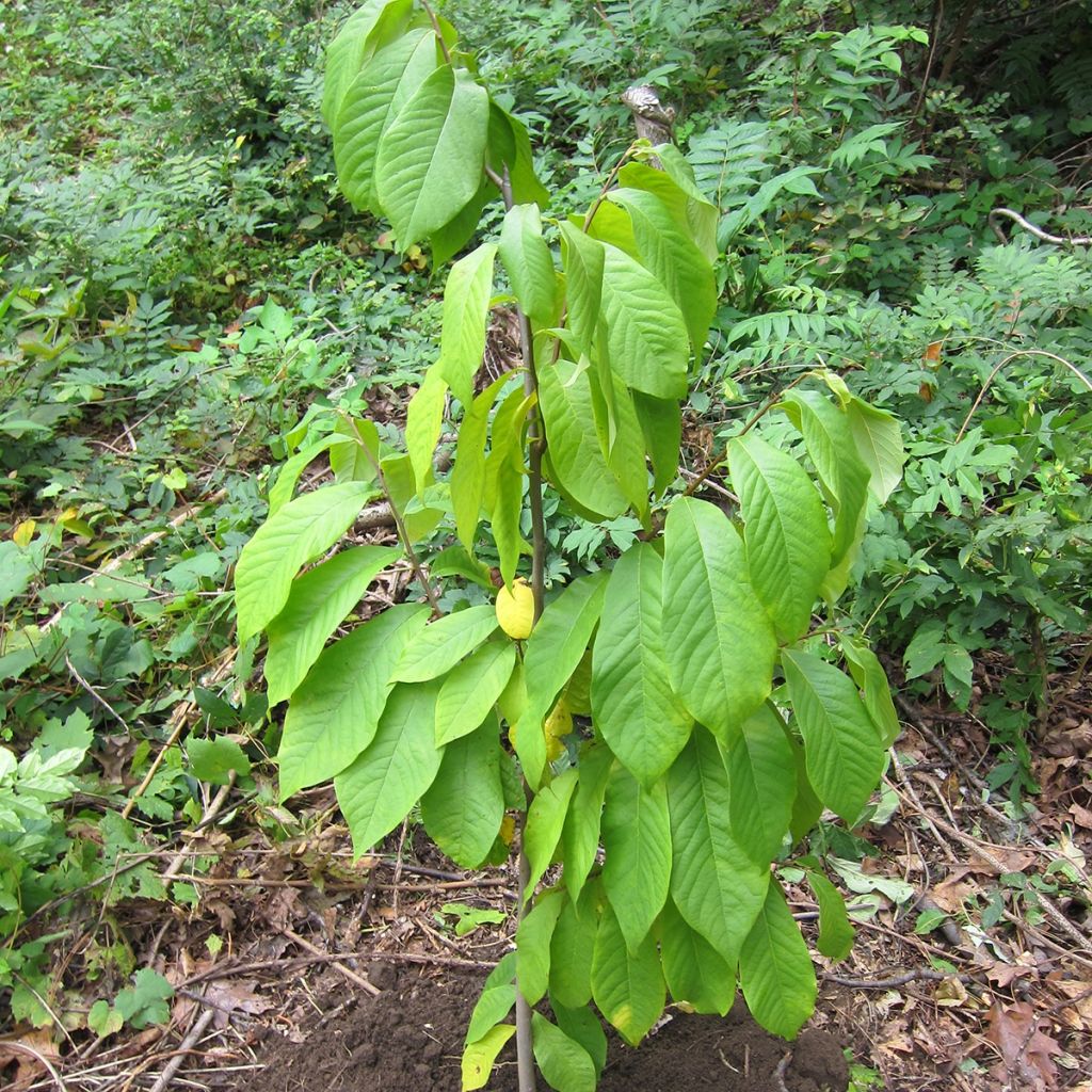 Asimina triloba Prolific - Asimina