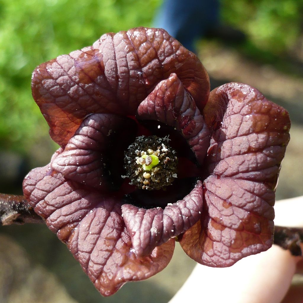 Asimina triloba Prolific - Asimina