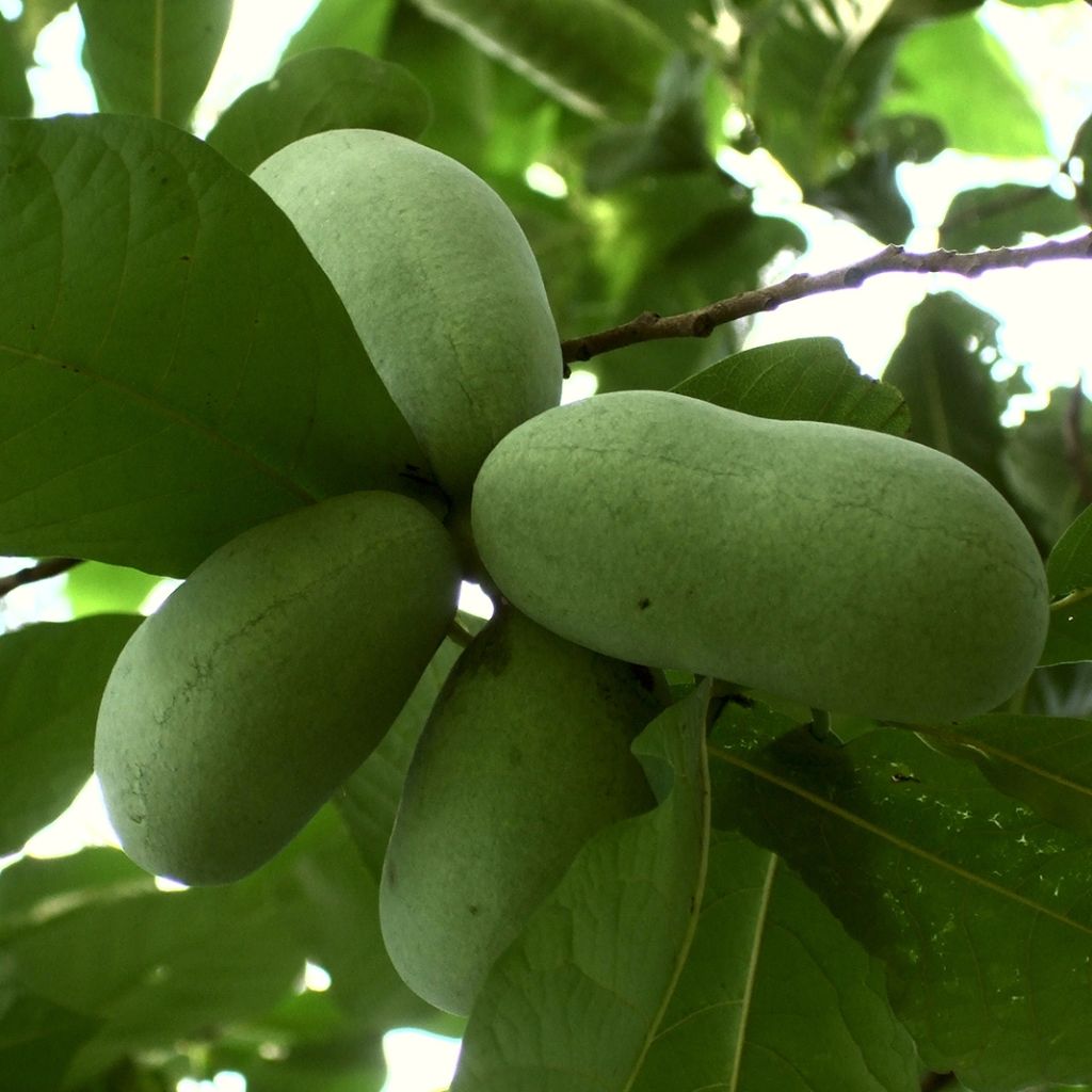 Asimina triloba Prolific - Asimina