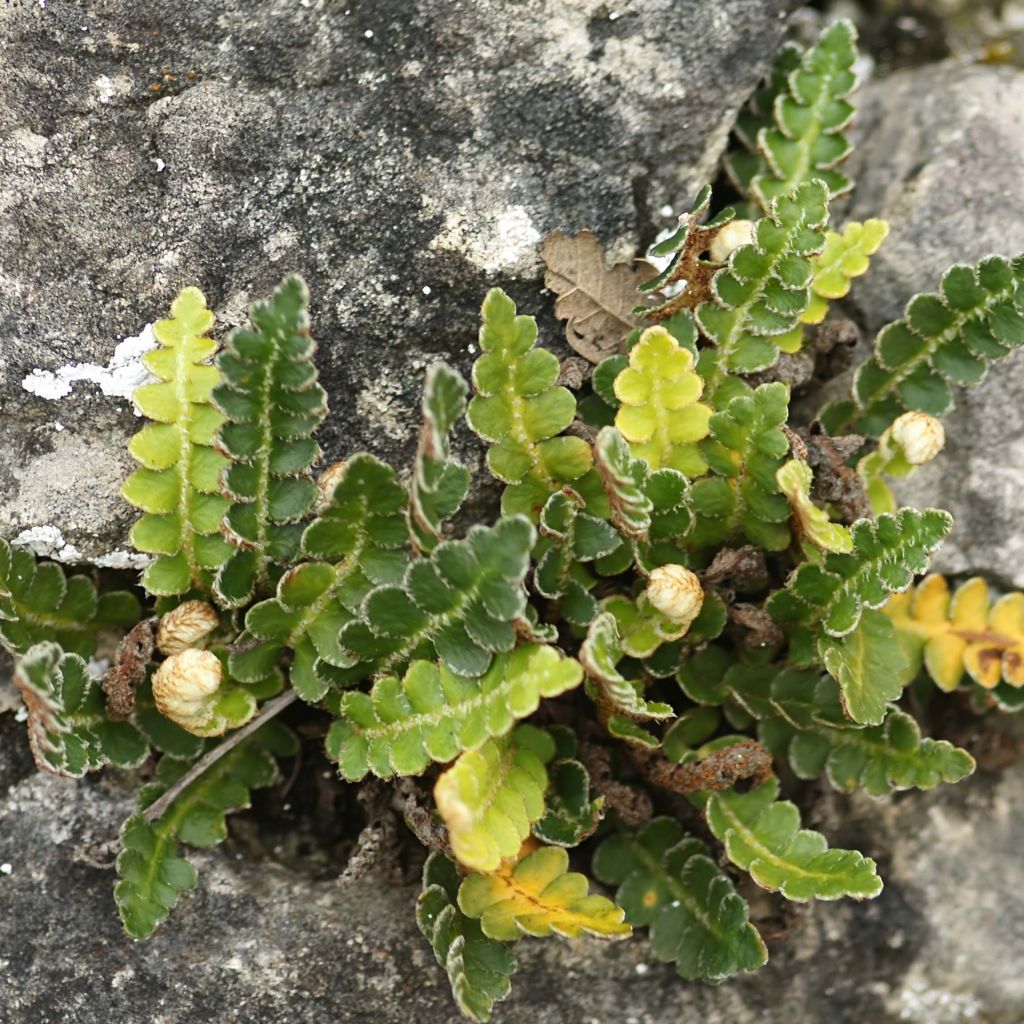 Asplenium ceterach - Cedracca comune