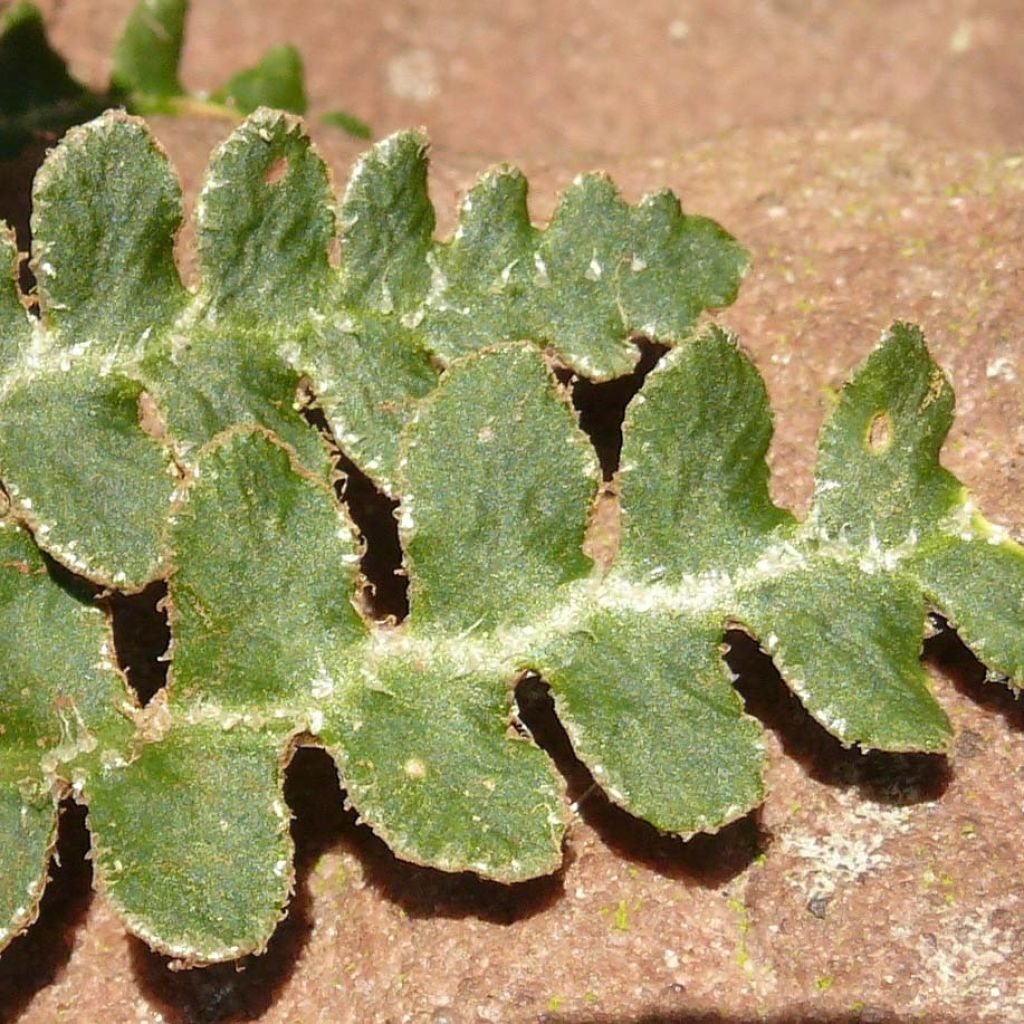 Asplenium ceterach - Cedracca comune