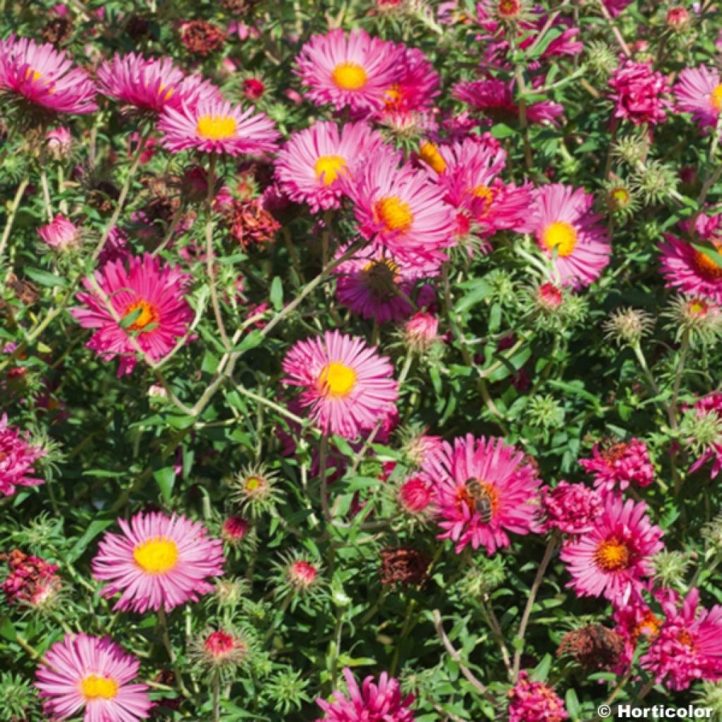 Aster novae-angliae Andenken an Alma Pötschke - Astro settembrino