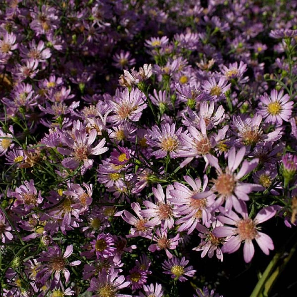 Aster ericoides blue wonder