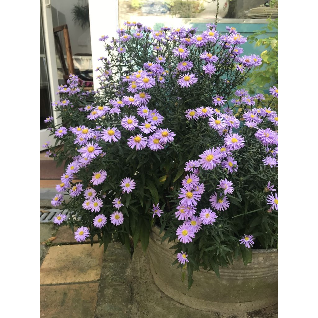 Aster dumosus Professeur Anton Kippenberg