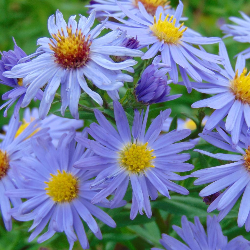 Aster dumosus Professeur Anton Kippenberg