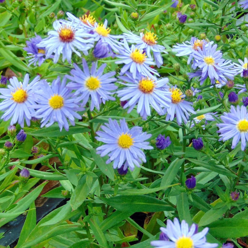 Aster dumosus Professeur Anton Kippenberg