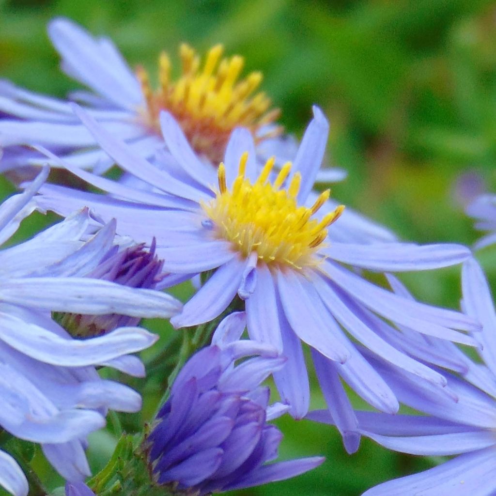 Aster dumosus Professeur Anton Kippenberg