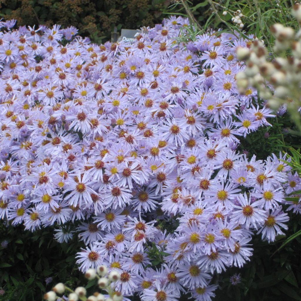 Aster dumosus Silberblaukissen