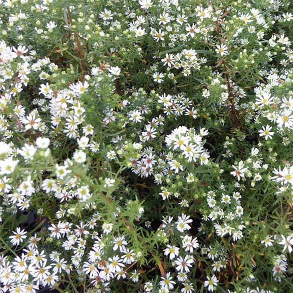 Aster ericoides Schneetanne