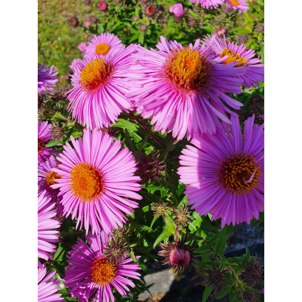 Aster novae-angliae Barrs Pink - Astro settembrino