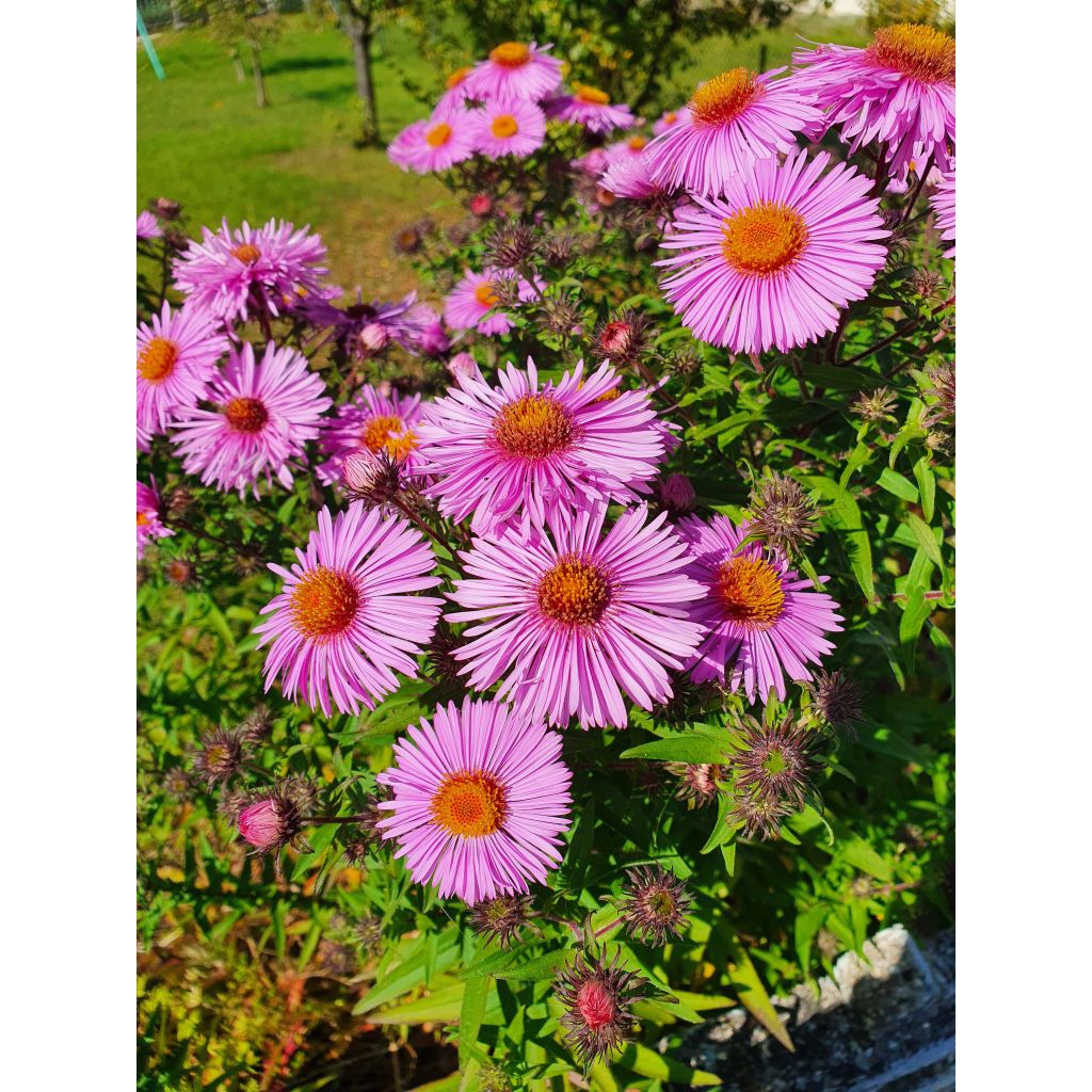 Aster novae-angliae Barrs Pink - Astro settembrino