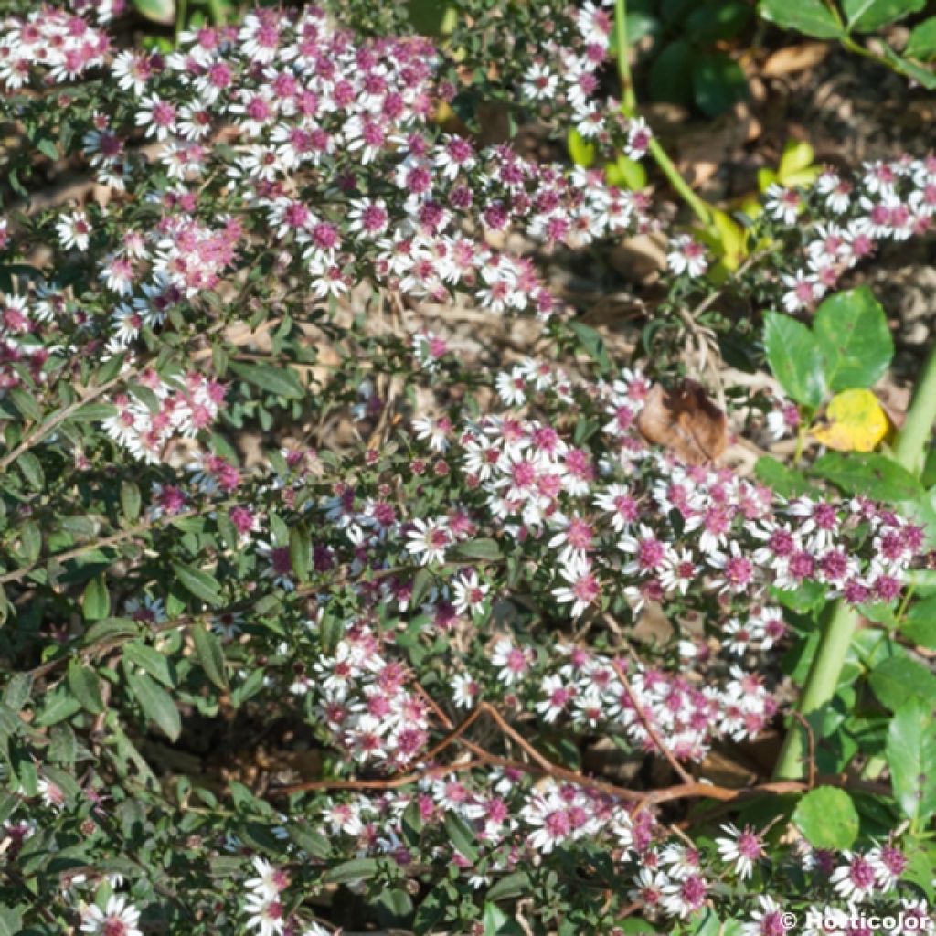 Aster lateriflorus Prince