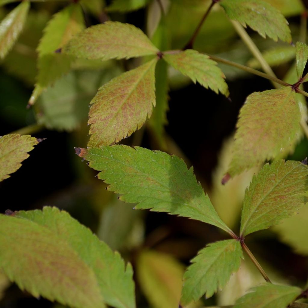 Astilbe arendsii Erika