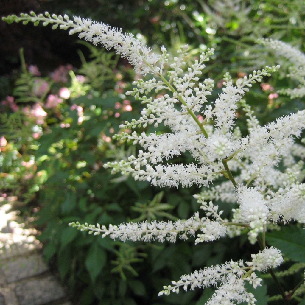 Astilbe japonica Washington