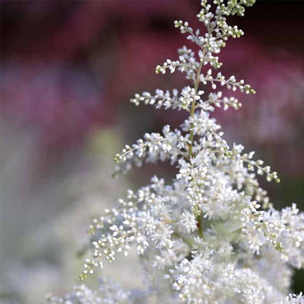 Astilbe japonica Washington