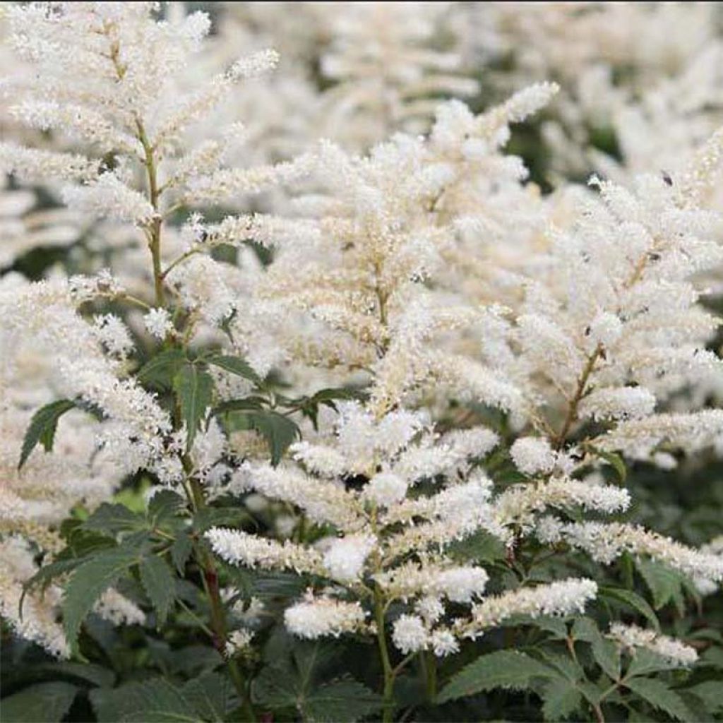 Astilbe japonica Washington