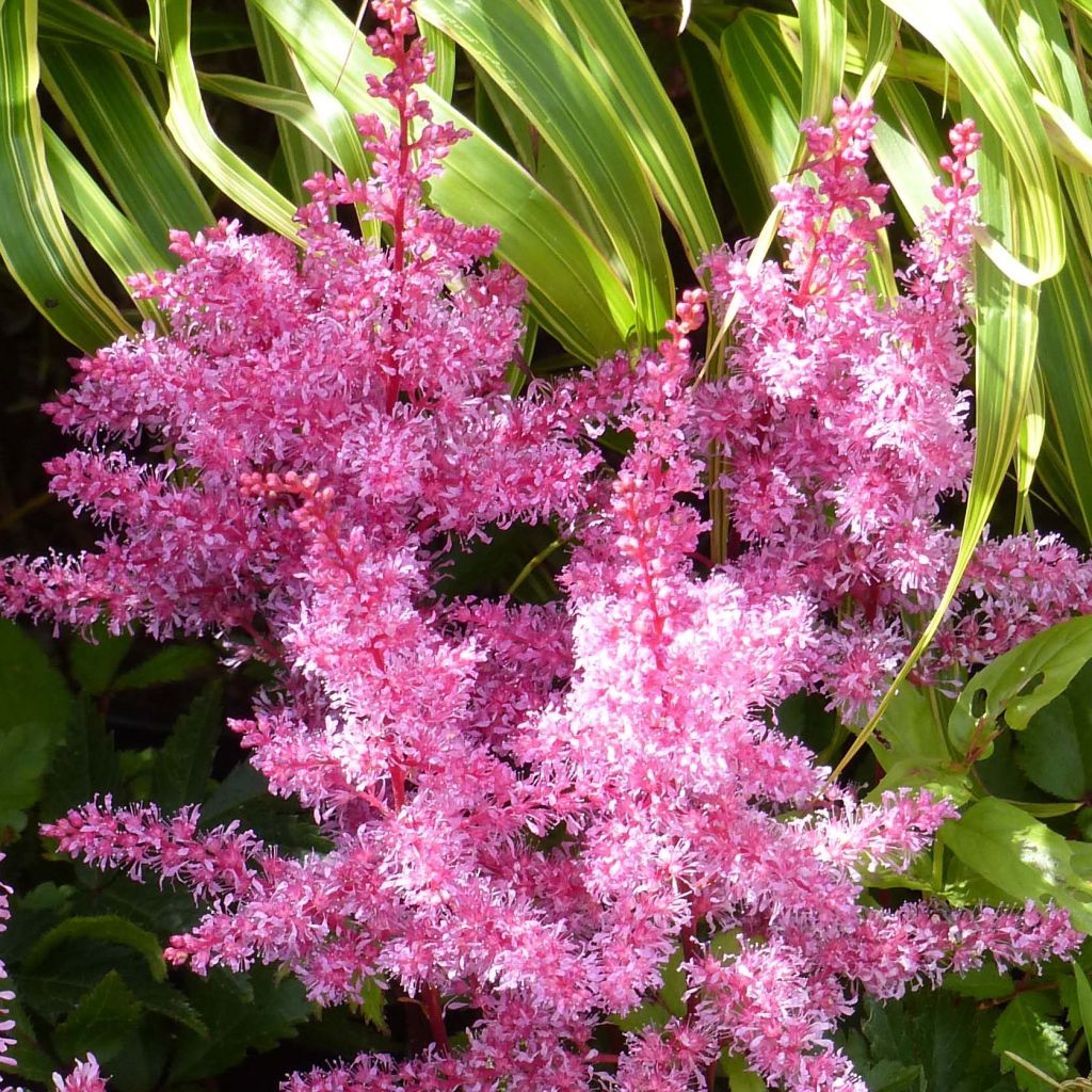 Astilbe Younique Ruby Red