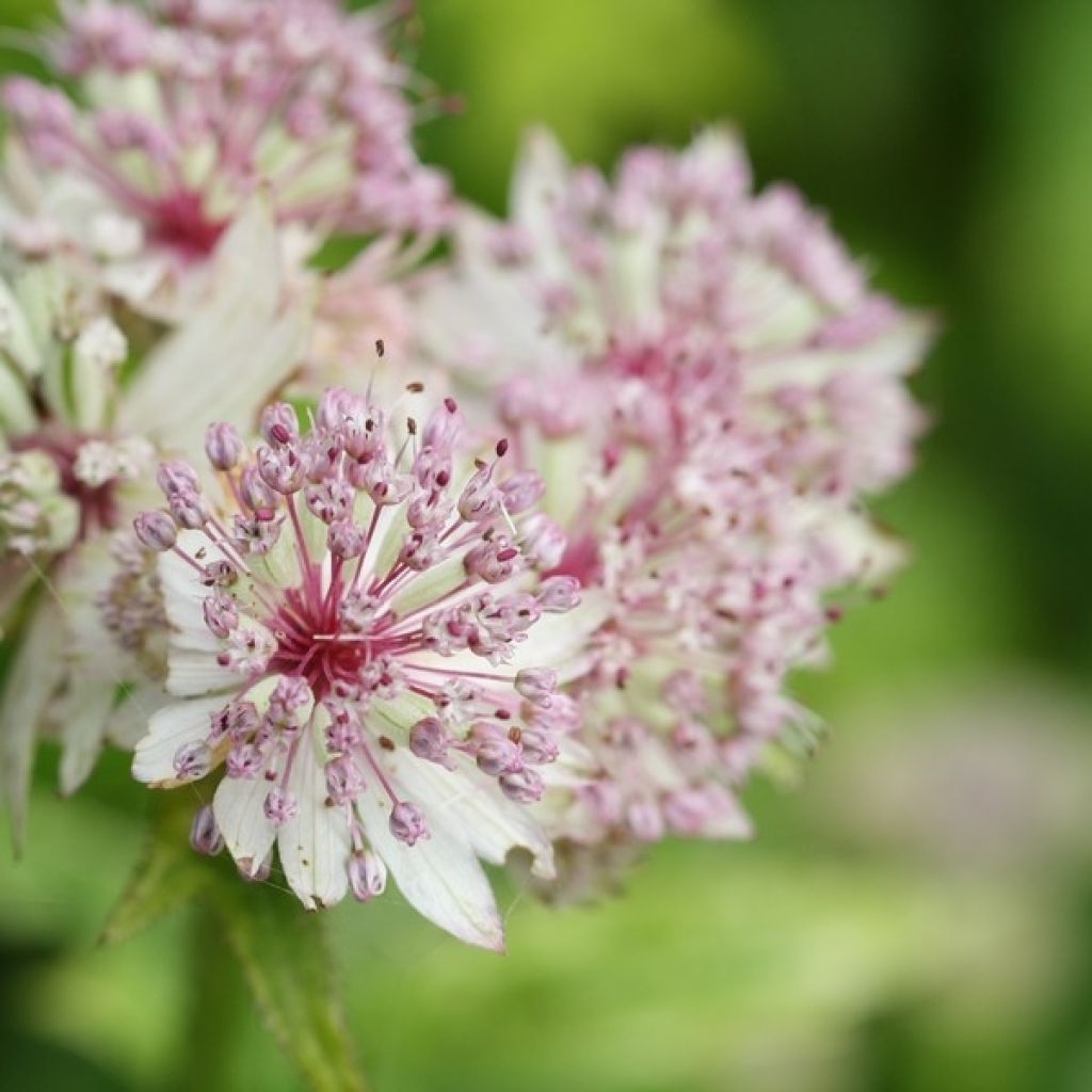 Astrantia major Sunningdale Variegated