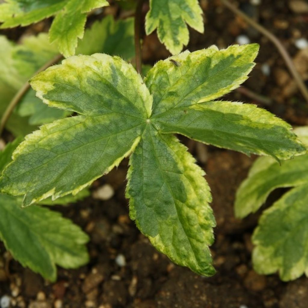 Astrantia major Sunningdale Variegated