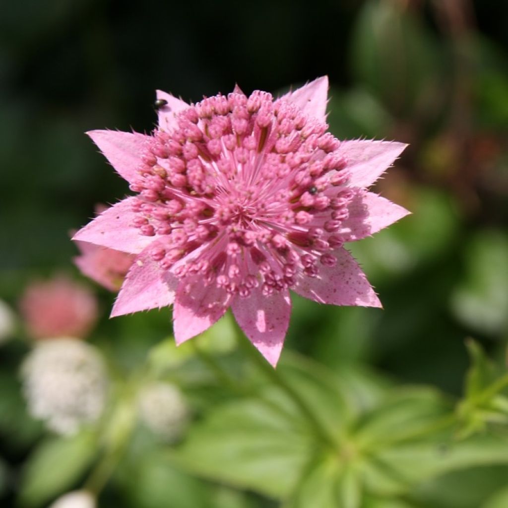 Astrantia maxima