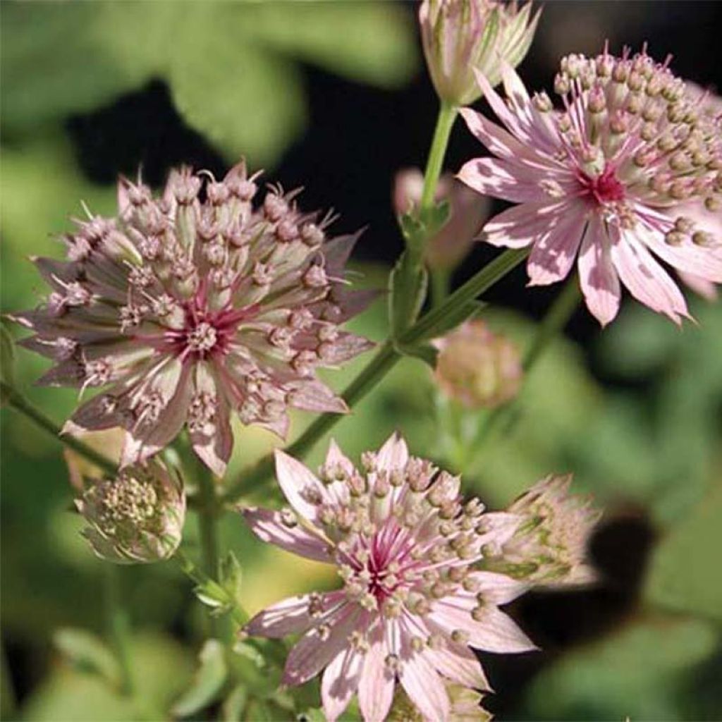 Astrantia major Primadonna