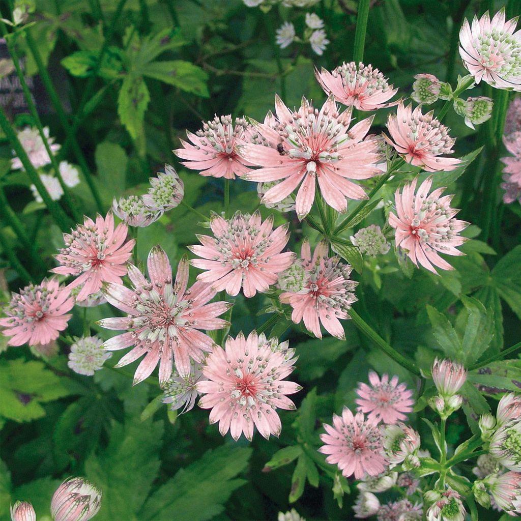 Astrantia major Rosea