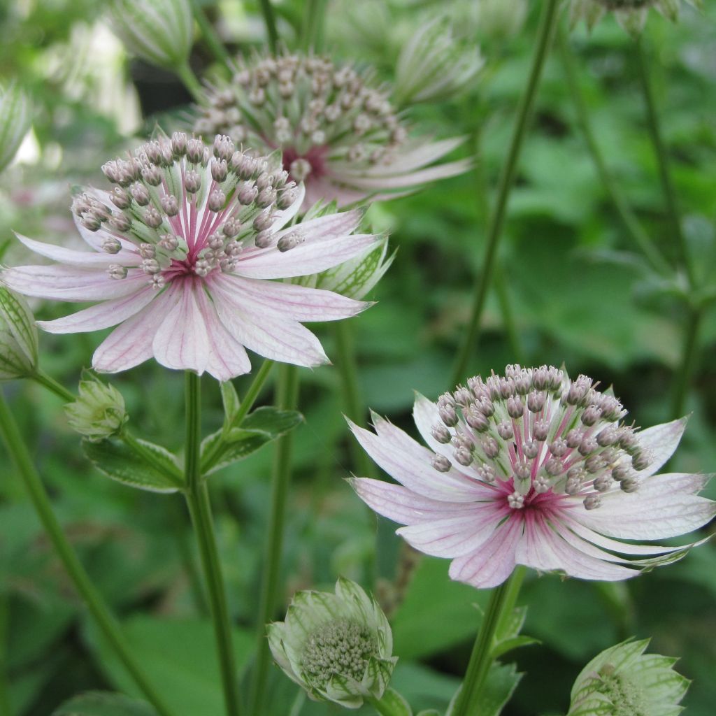 Astrantia major Rosea