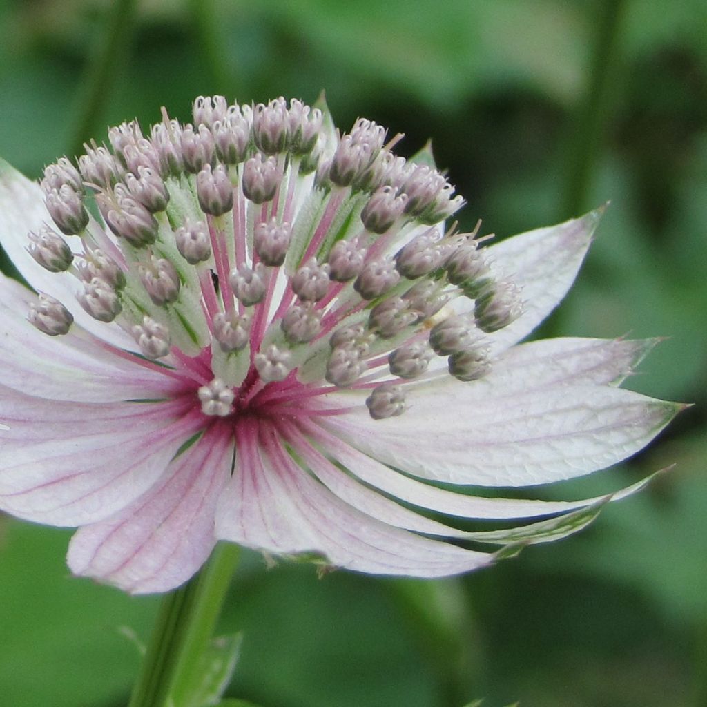 Astrantia major Rosea