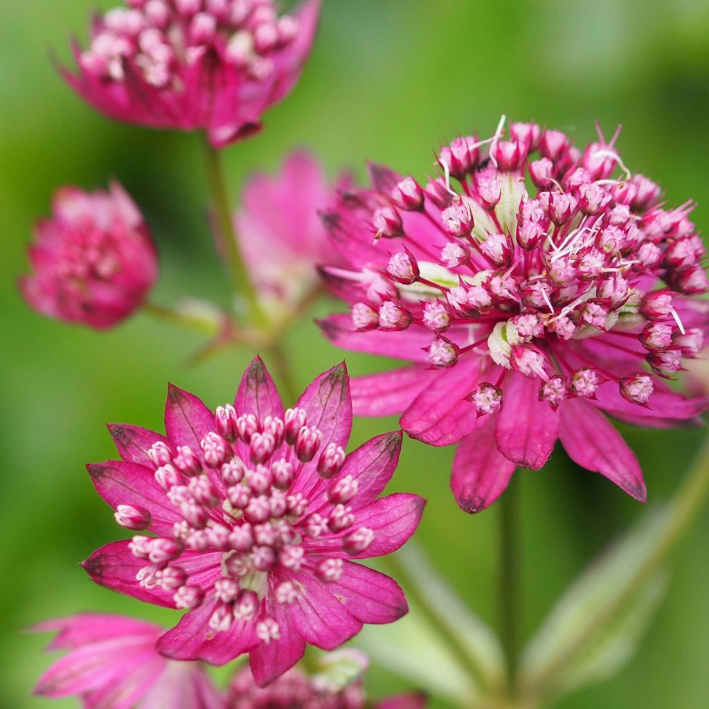 Astrantia major Ruby Cloud