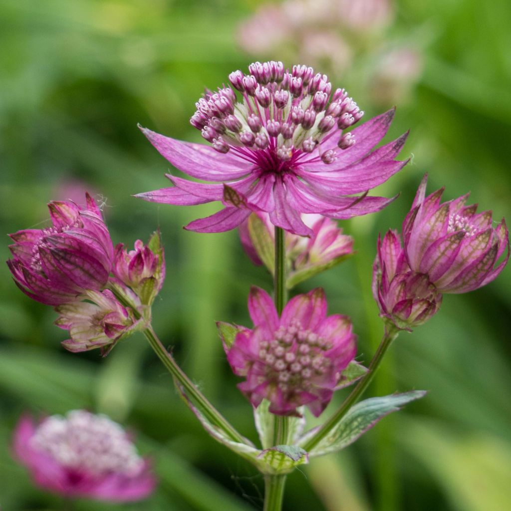 Astrantia major Ruby Cloud