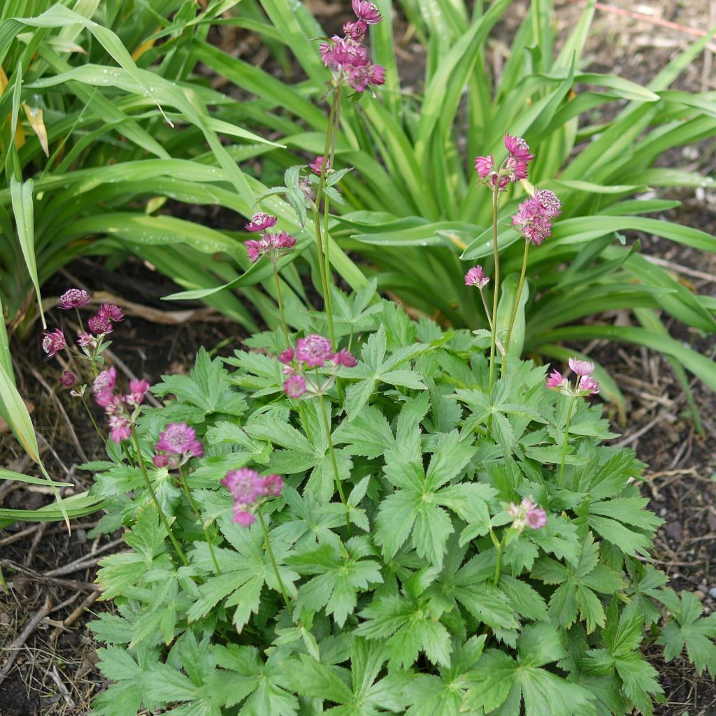 Astrantia major Ruby Cloud