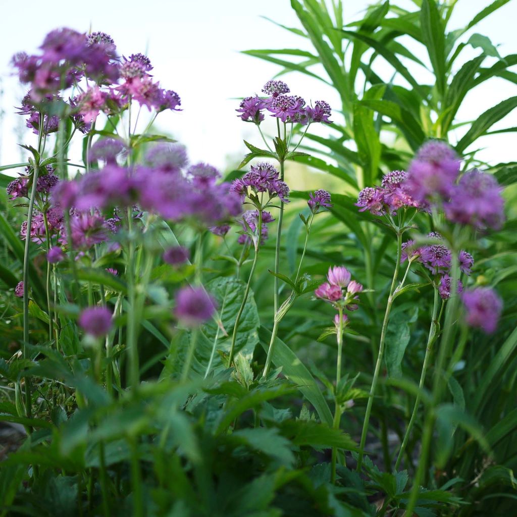 Astrantia major Ruby Cloud